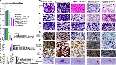 Nanocage-incorporated engineered destabilized 3'UTR ARE of ERBB2 inhibits tumor growth and liver and lung metastasis in EGFR T790M osimertinib- and trastuzumab-resistant and ERBB2-expressing NSCLC via the reduction of ERBB2
